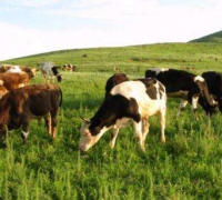 畜牧业追溯管理